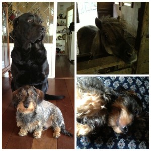 Bouwer - Annechien Lubbers